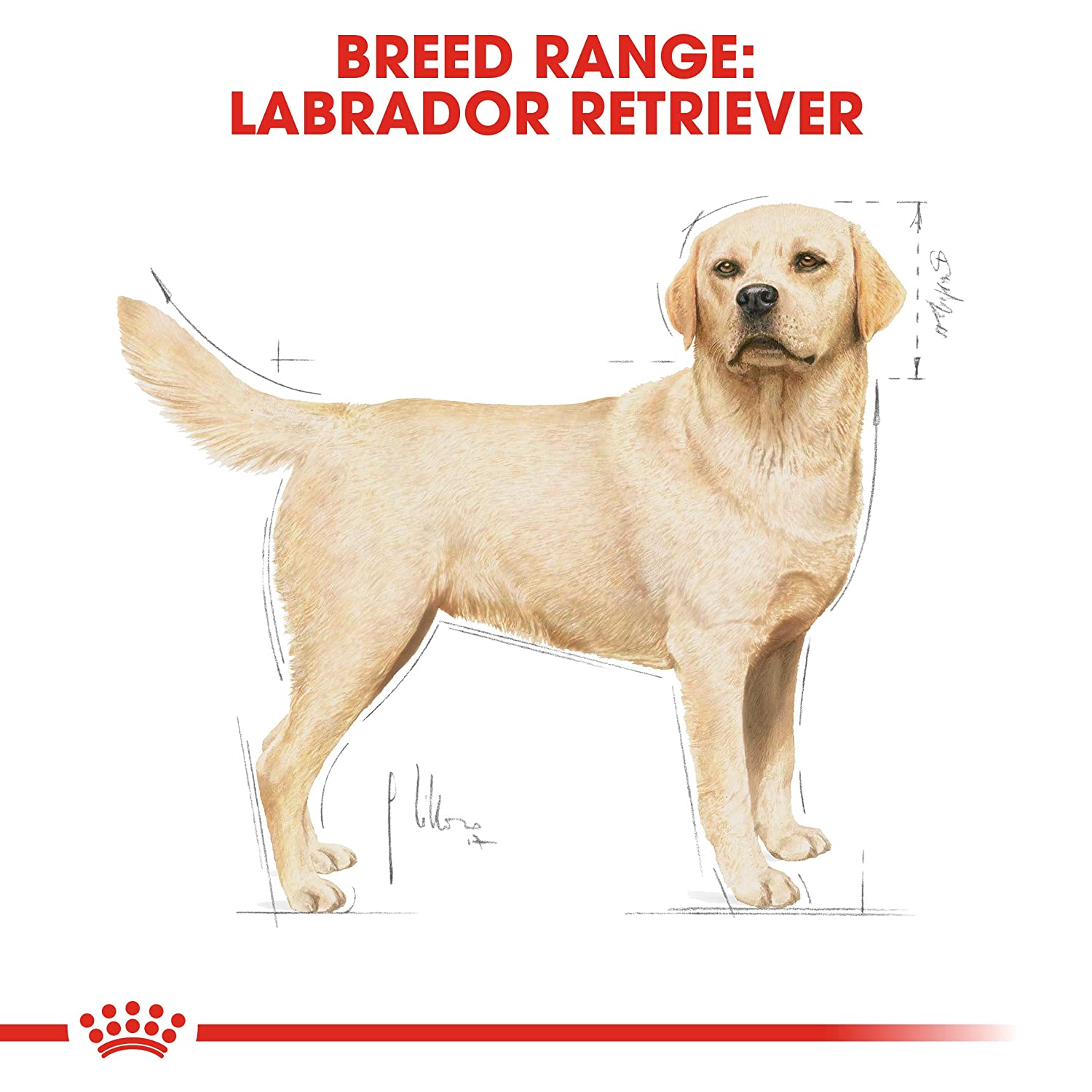Royal-Canin-Labrador-Retriever-Adult-Dry-Dog-Food-8
